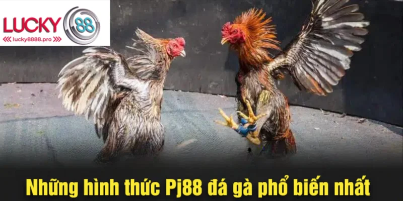 Nhiều loại hình độc đáo khi cá cược Pj88 đá gà