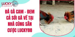 đá gà cam