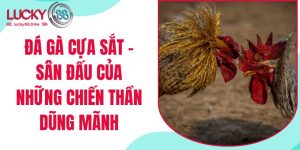 đá gà cựa sắt