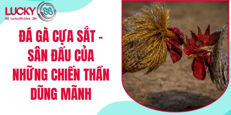 đá gà cựa sắt