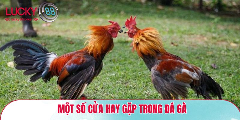 Một số cửa hay gặp trong đá gà